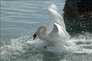 Swan landing at Hill Head Marina